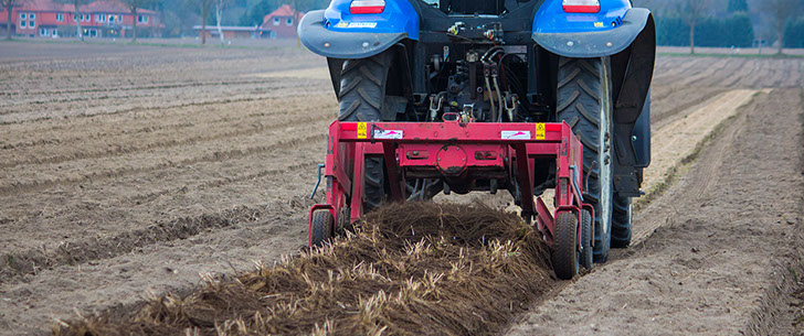 Spargelpflanzenrodung